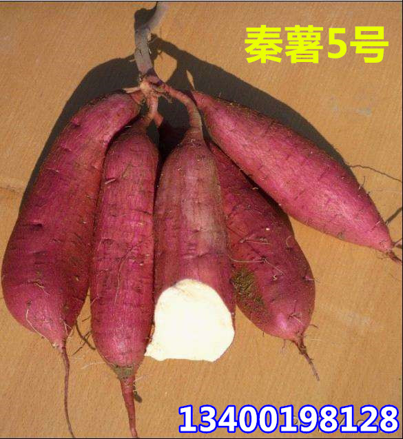大量供應(yīng)鮮紅薯  秦薯5 口感好圖片