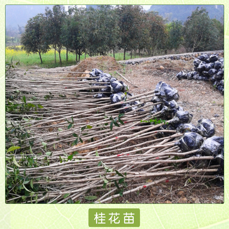 桂花苗产品 广西桂花芽苗 四季桂花苗 广西桂花小苗 广西八月桂产地 丹桂价格