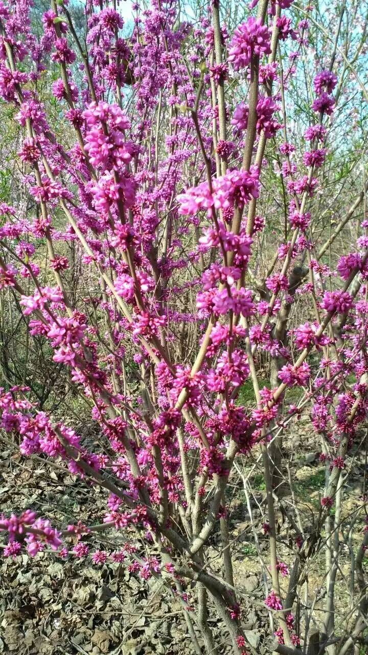 紫荊圖片/紫荊樣板圖 (1)