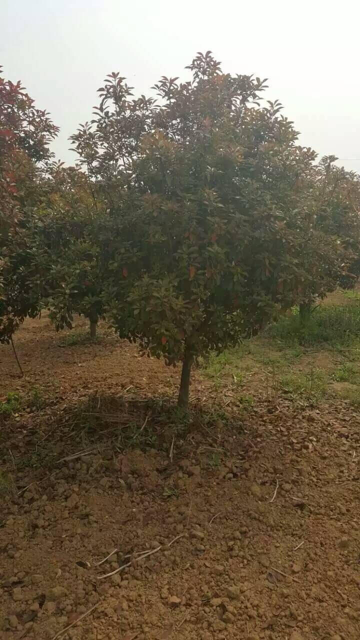 紅葉石楠圖片/紅葉石楠樣板圖 (3)