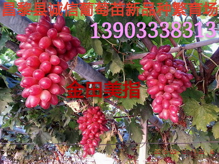 山東葡萄苗圖片/山東葡萄苗樣板圖 (2)