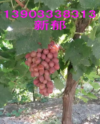 紅提葡萄苗 新郁葡萄苗 新郁葡萄苗價(jià)格