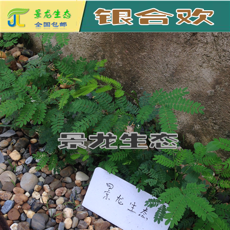 銀合歡圖片/銀合歡樣板圖 (4)