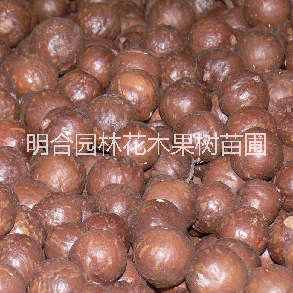 廣西夏威夷果圖片/廣西夏威夷果樣板圖 (4)