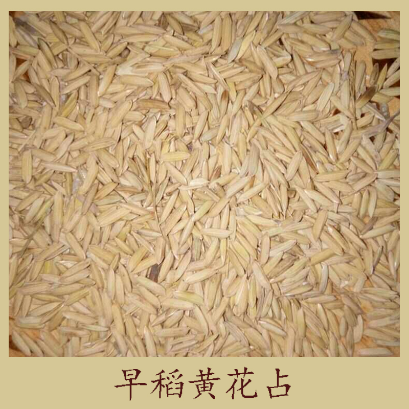 早稻黃花占圖片/早稻黃花占樣板圖 (2)