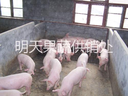 仔豬生豬圖片/仔豬生豬樣板圖 (2)