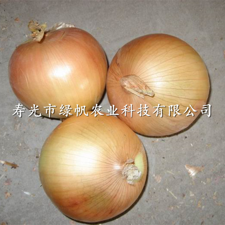 黃皮洋蔥種子圖片/黃皮洋蔥種子樣板圖 (3)