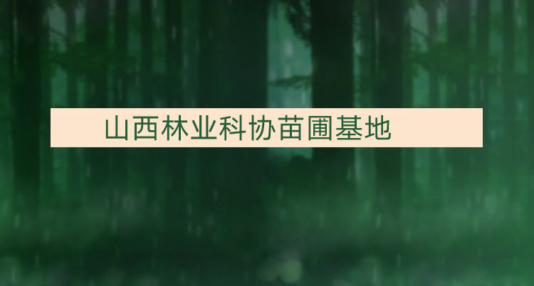 山西國(guó)槐圖片/山西國(guó)槐樣板圖 (4)