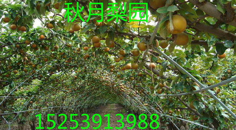秋月梨樹苗 供應(yīng)秋月梨樹苗 秋月梨樹苗價格
