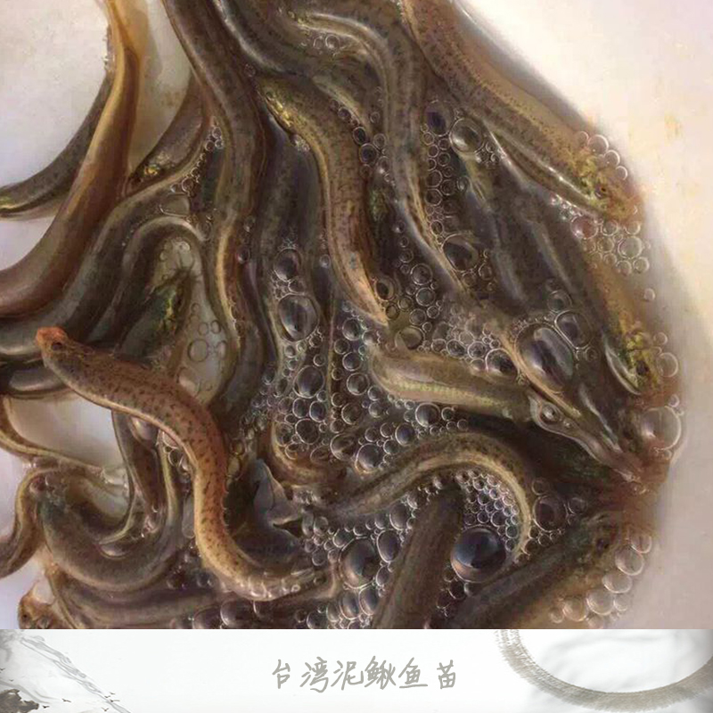泥鰍魚苗圖片/泥鰍魚苗樣板圖 (4)