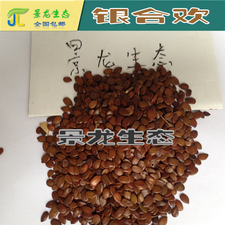 銀合歡種子圖片/銀合歡種子樣板圖 (4)