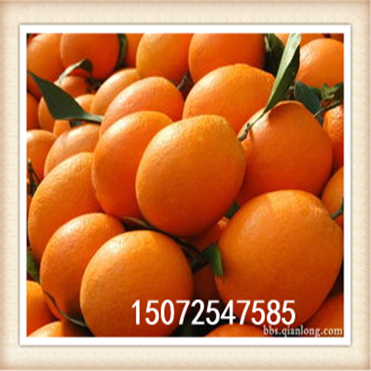 湖北臍橙批發(fā)價格，秭歸臍橙批發(fā)價，秭歸臍橙多少錢一斤