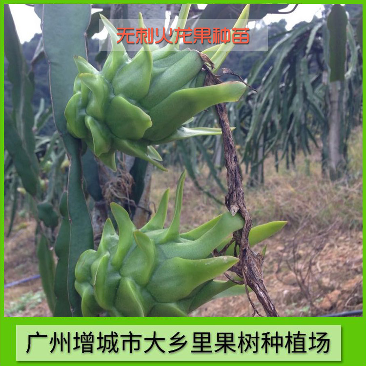 火龍果圖片/火龍果樣板圖 (2)