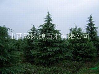 雪松圖片/雪松樣板圖 (1)