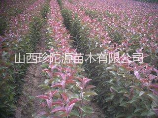 山西优质绚丽用于城市绿化蔷薇科植物海棠苗 批发基地图片