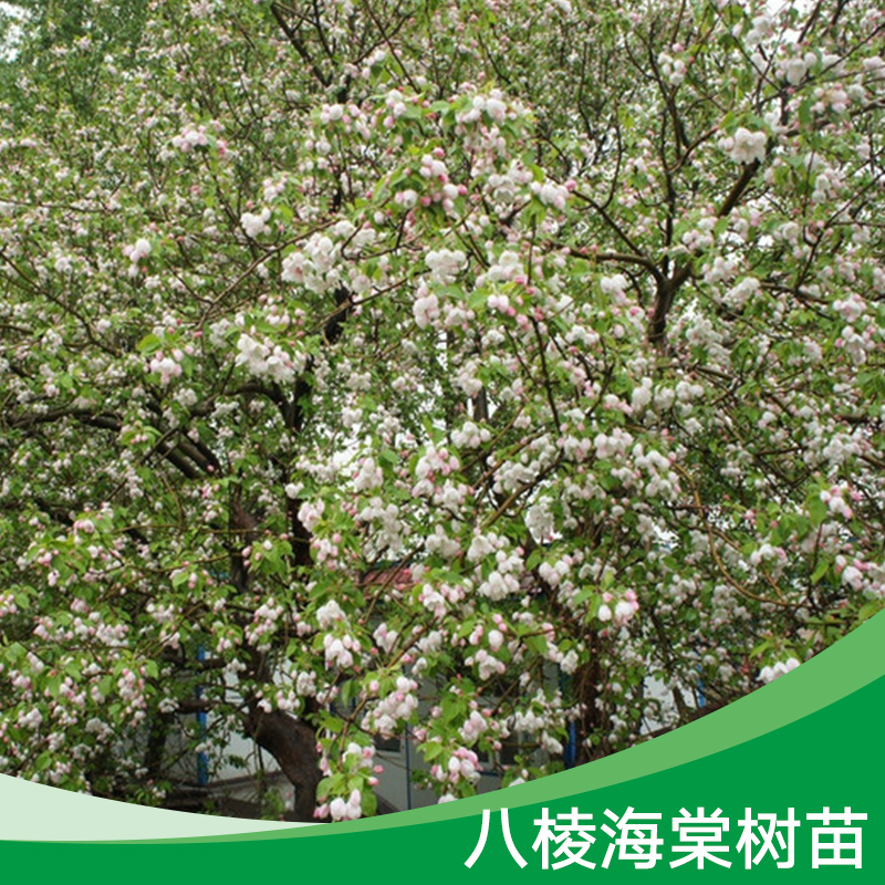 海棠樹(shù)苗圖片/海棠樹(shù)苗樣板圖 (1)