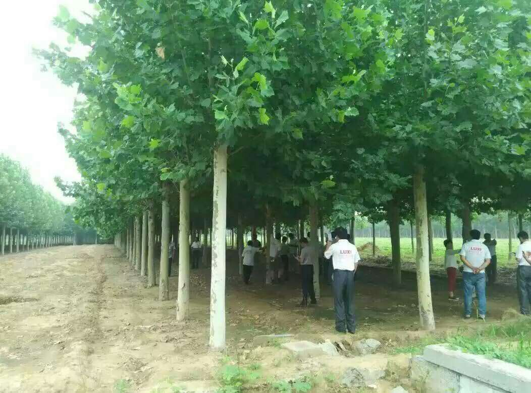 法桐，濟(jì)寧龍德法桐多少錢？