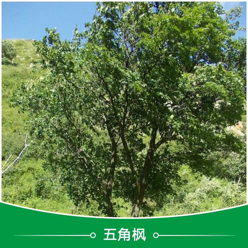 衡水五角楓批發(fā)圖片/衡水五角楓批發(fā)樣板圖 (2)
