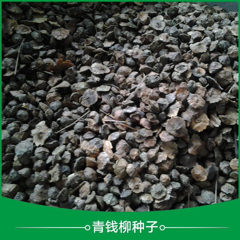 青錢柳種子供應(yīng)圖片