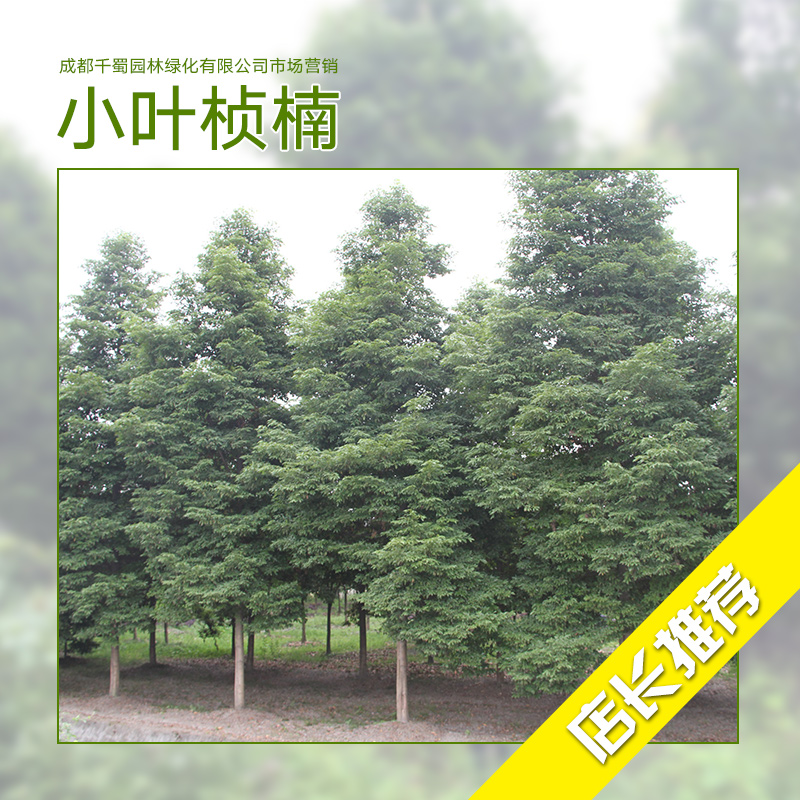 小葉楨楠種植基地 小葉楨楠 小葉楨楠苗 楨楠種植 楨楠樹苗批發(fā)