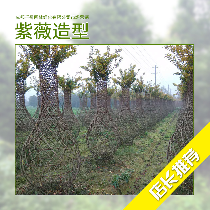 紫薇圖片/紫薇樣板圖 (3)
