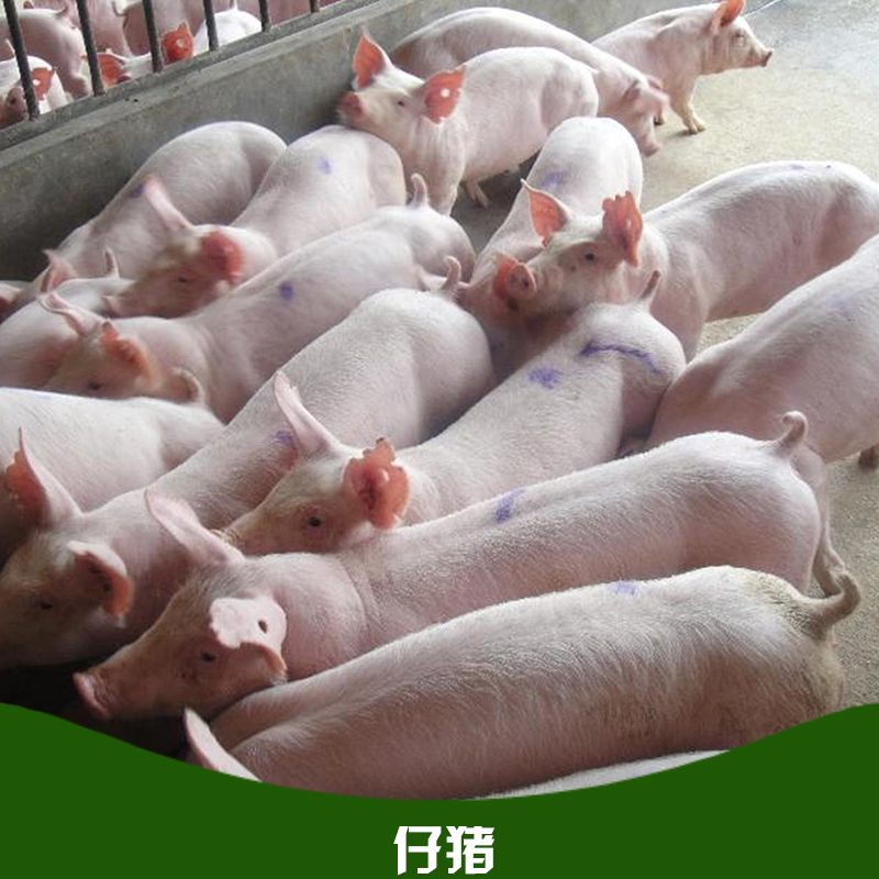 仔豬批發(fā)圖片/仔豬批發(fā)樣板圖 (2)