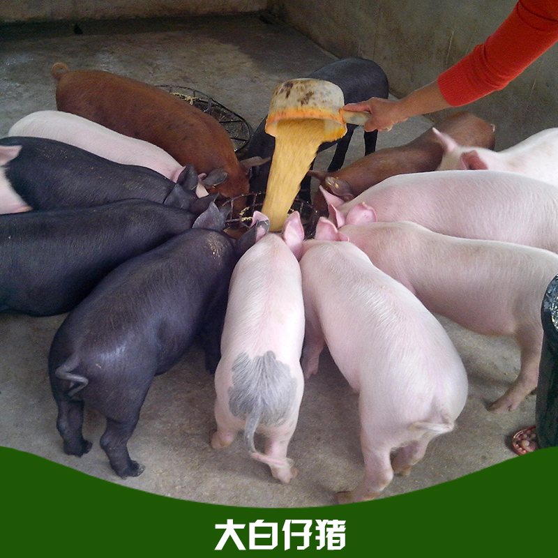 大白仔豬圖片/大白仔豬樣板圖 (4)