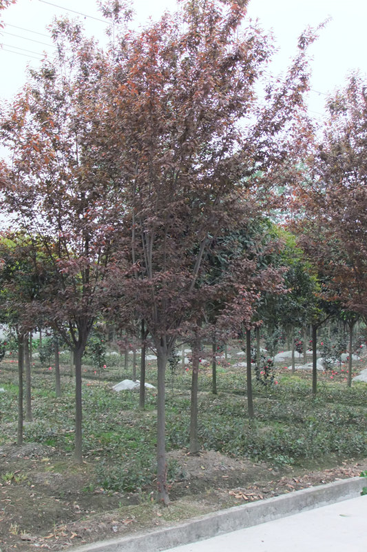 四川崇德園林 四川崇德園林紅葉李基地優(yōu)質(zhì)紅葉李
