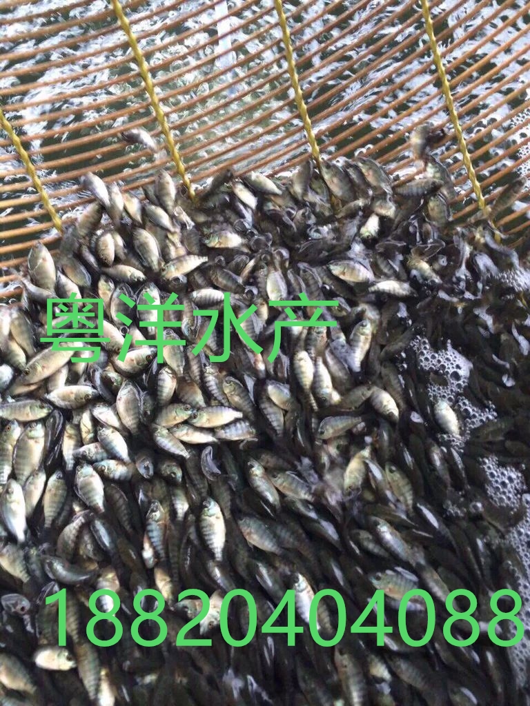 羅非魚苗圖片/羅非魚苗樣板圖 (2)