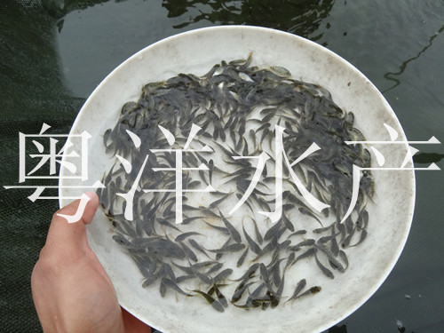 羅非魚苗圖片/羅非魚苗樣板圖 (3)