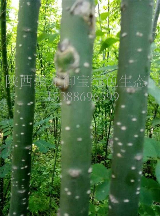 西安速生國槐批發(fā)，速生國槐樹苗價