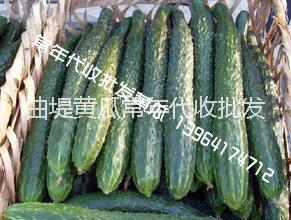 黃瓜圖片/黃瓜樣板圖 (4)