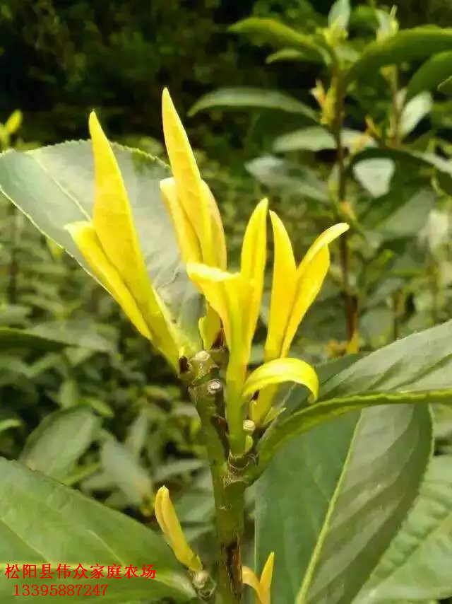 紫娟茶苗圖片/紫娟茶苗樣板圖 (4)