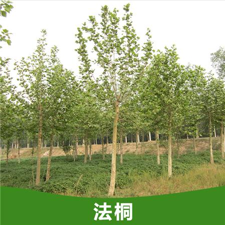法桐小苗圖片/法桐小苗樣板圖 (2)