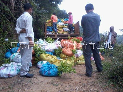 广东沉香苗批发-茂名沉香苗批发图片