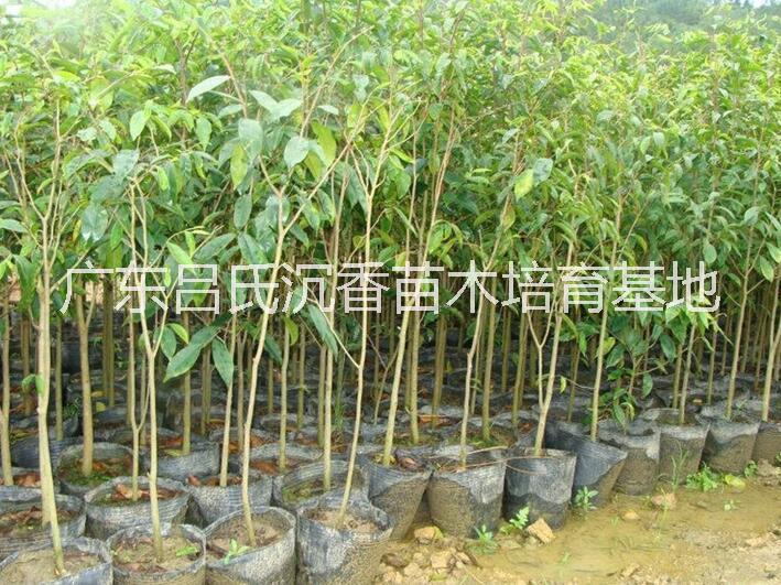 沉香樹圖片/沉香樹樣板圖 (4)