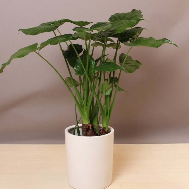 千手觀音，供應(yīng)千手觀音，租賃千手觀音