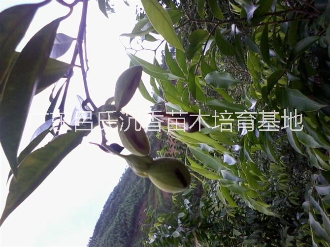 福建沉香苗批發(fā)圖片