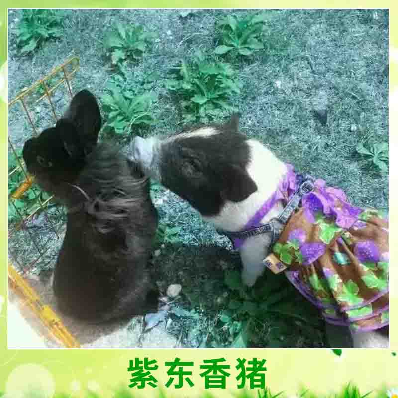天臺紫東香豬圖片/天臺紫東香豬樣板圖 (4)