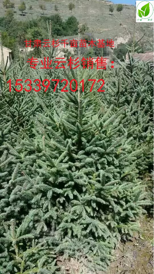 甘肅云杉圖片/甘肅云杉樣板圖 (2)