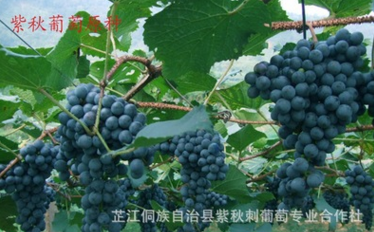 廠家大量供應(yīng)紫秋刺葡萄