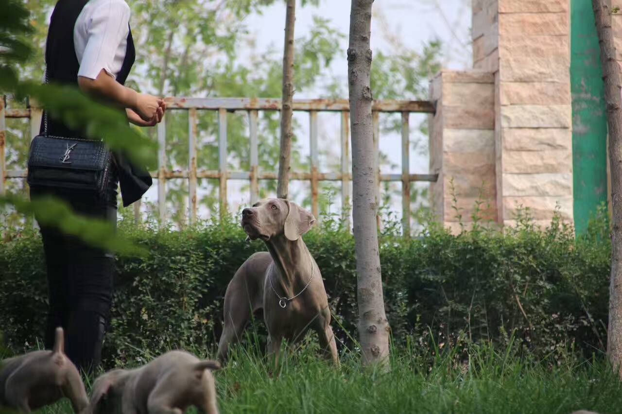 专业犬舍直销德国魏玛犬幼犬公母都图片