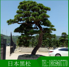喬木精品日本造型黑松圖片/喬木精品日本造型黑松樣板圖 (1)