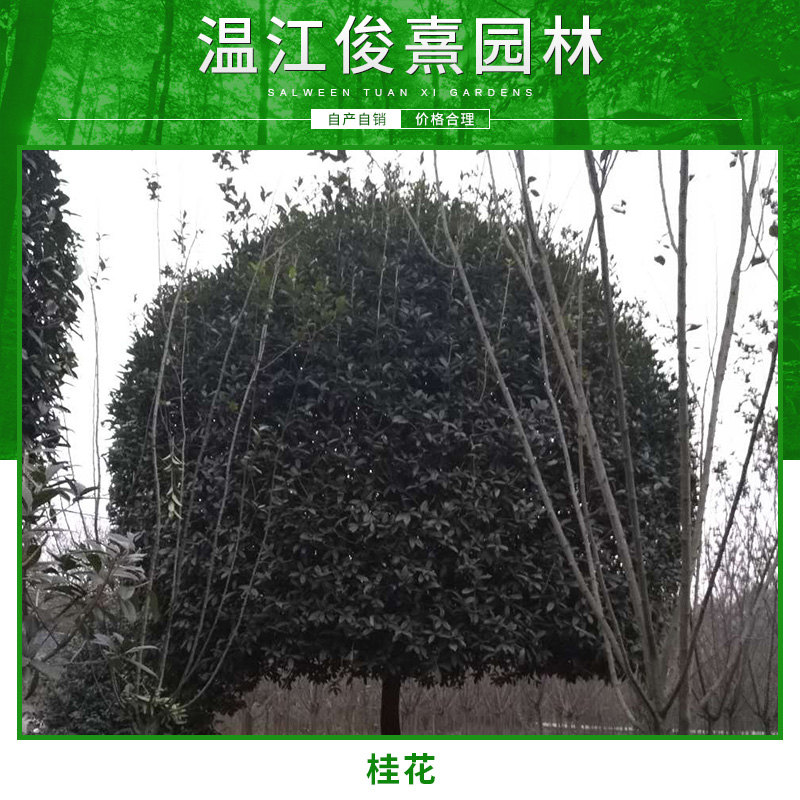 益陽高桿桂花圖片