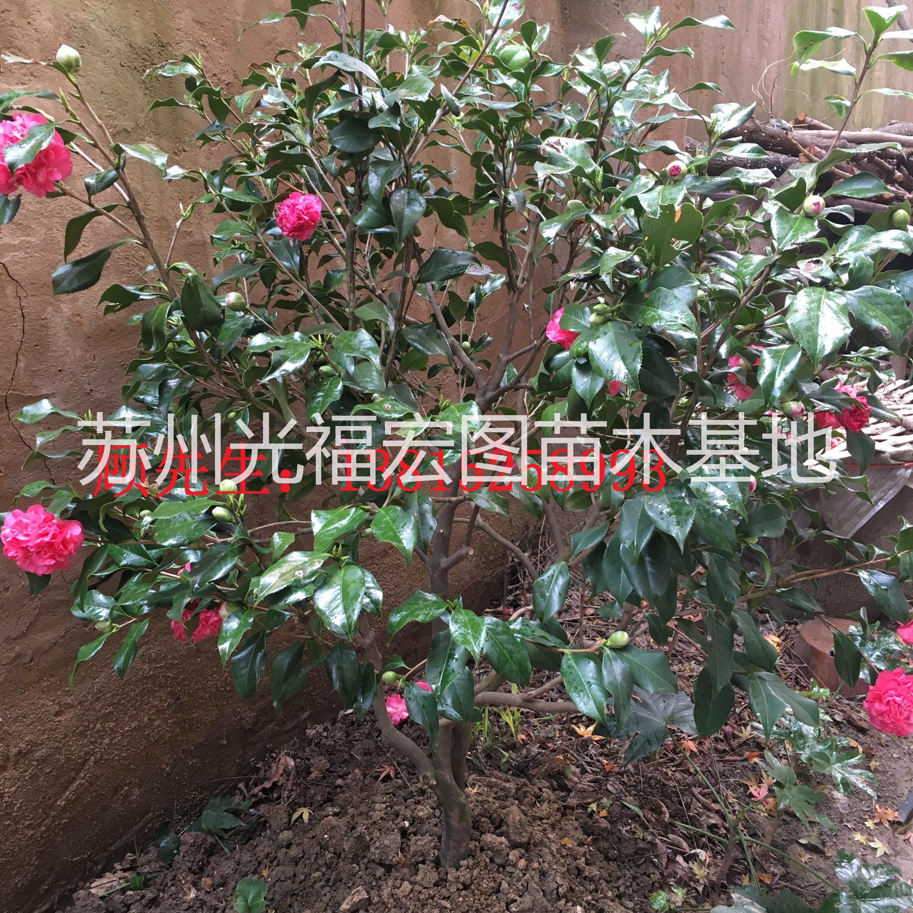 蘇州花木批發(fā)市場(chǎng)圖片/蘇州花木批發(fā)市場(chǎng)樣板圖 (2)