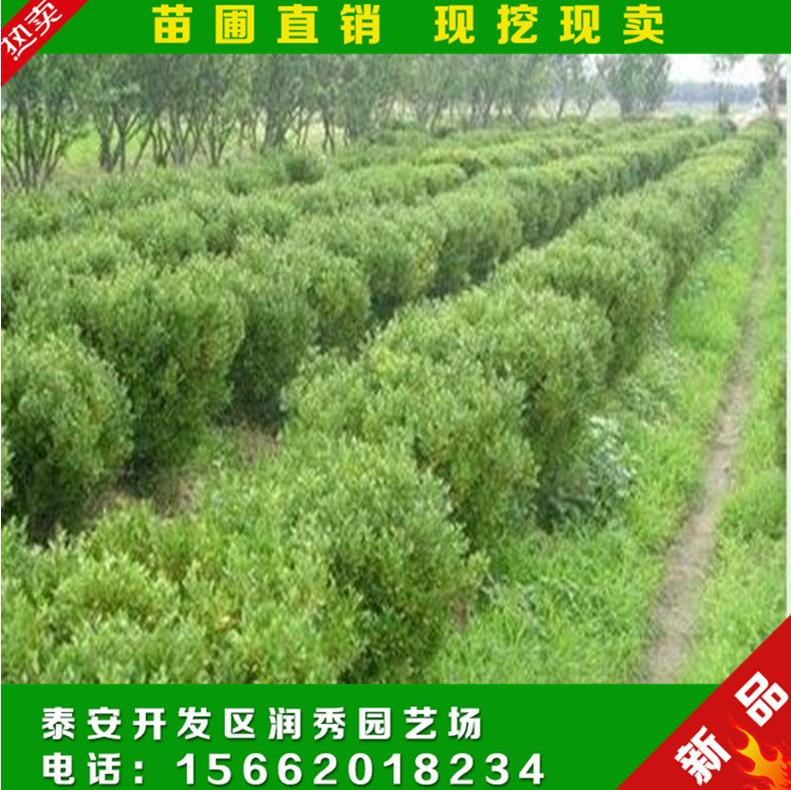 大葉黃楊圖片/大葉黃楊樣板圖 (3)