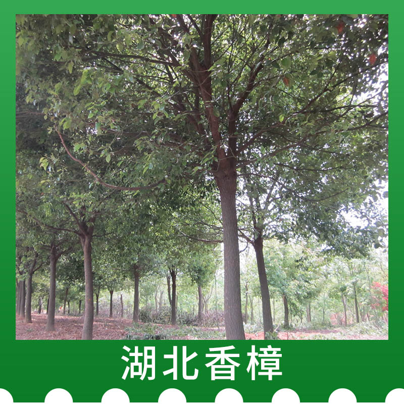 湖北荆州香樟种植，湖北荆州香樟批发商，湖北荆州香樟基地