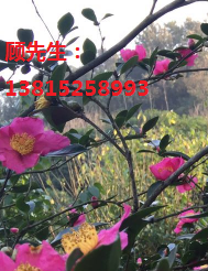 蘇州別墅綠化工程、造型樹景觀樹古圖片/蘇州別墅綠化工程、造型樹景觀樹古樣板圖 (3)
