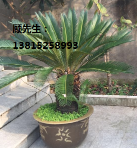 別墅綠化果樹，楊梅樹，蘇州楊梅樹圖片/別墅綠化果樹，楊梅樹，蘇州楊梅樹樣板圖 (2)