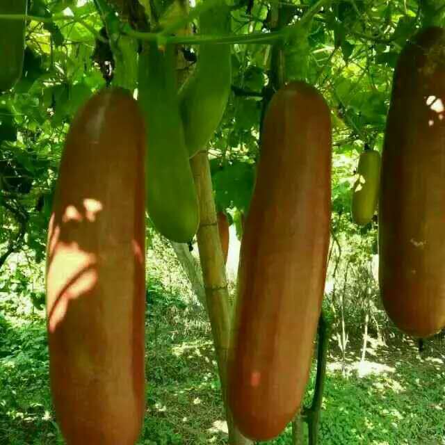 湖南香如蜜種植技術(shù)圖片